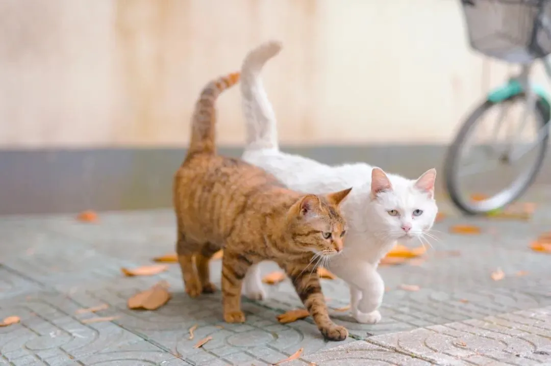 街道上的流浪猫 图/图虫创意