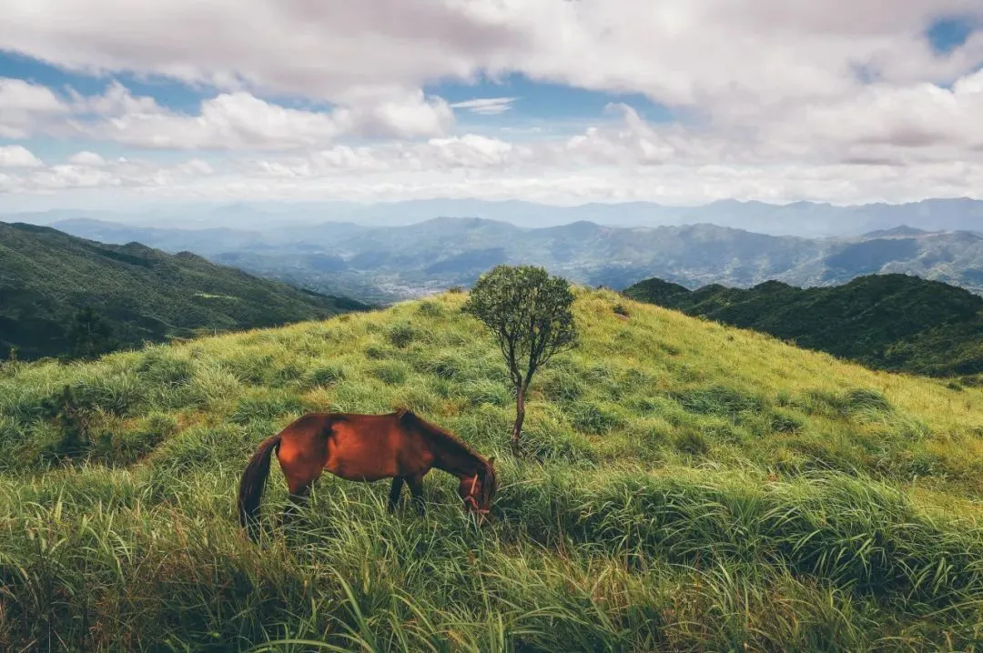 郴州桂东万洋山的高山草甸和马