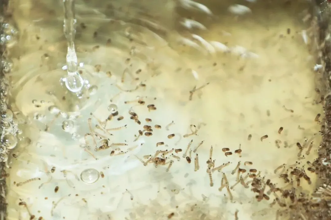 蚊子遇水便可孵化 图/中新社发李剑锋 摄