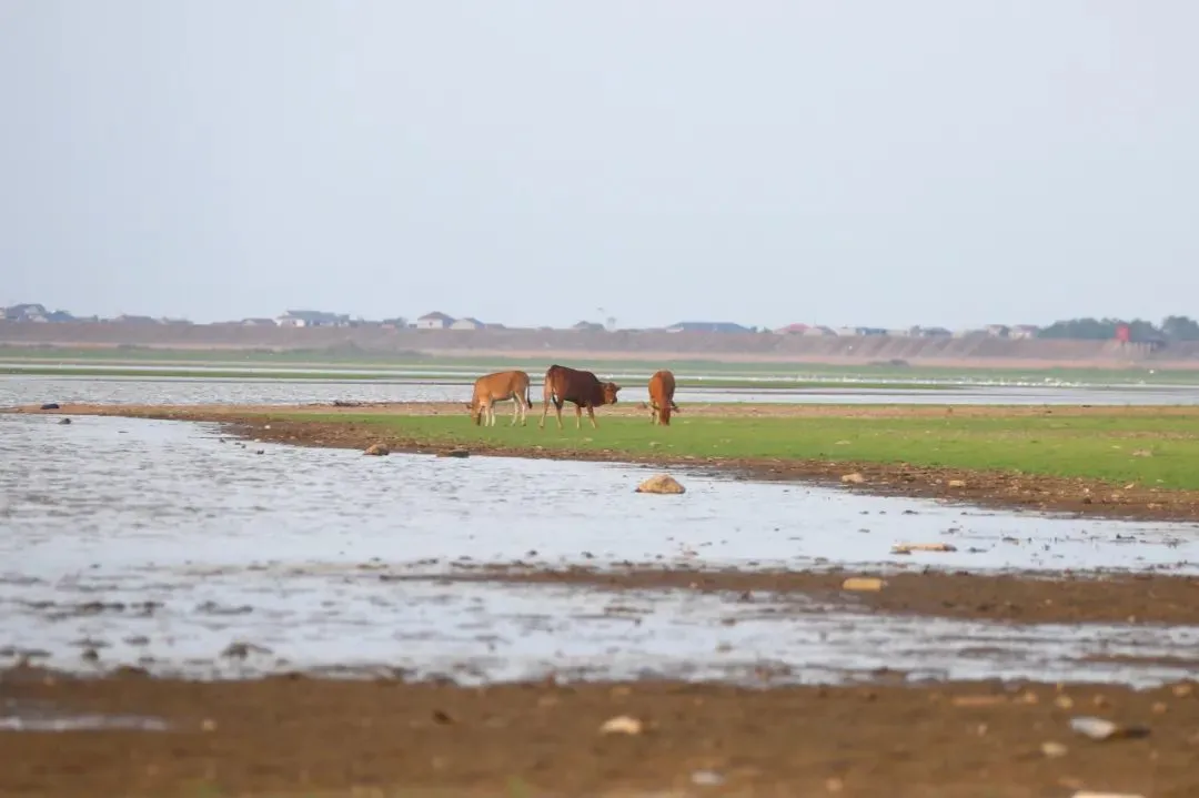 8月23日，江西鄱阳湖核心湖区进贤县金溪湖水域生长大片野草，成为牛的天然牧场。图/中新图片网