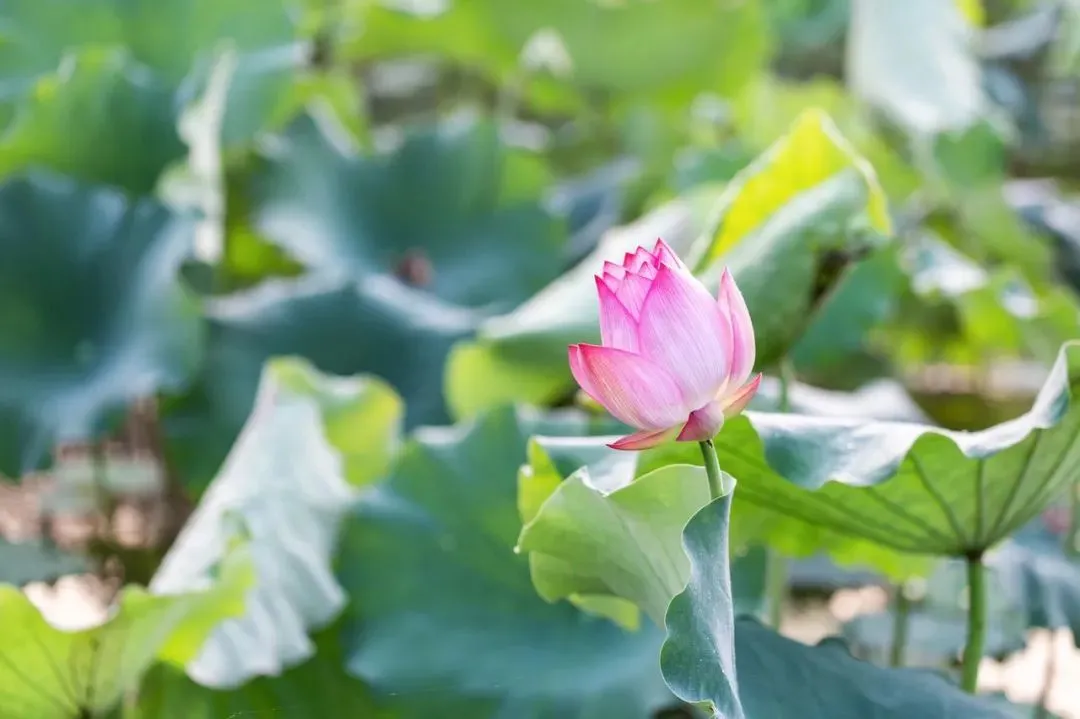 不是杭州!这座“山水茶都”是中国唯一“永久宜居城市”