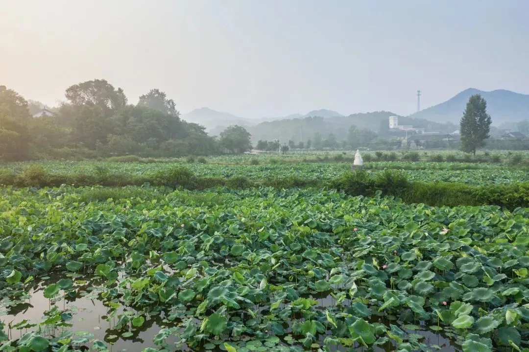 不是杭州!这座“山水茶都”是中国唯一“永久宜居城市”
