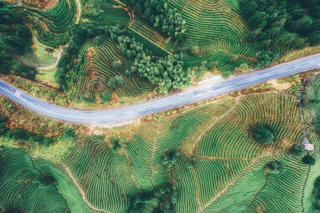 俯瞰穿过茶山茶园的公路湖南桂东自然风光航拍