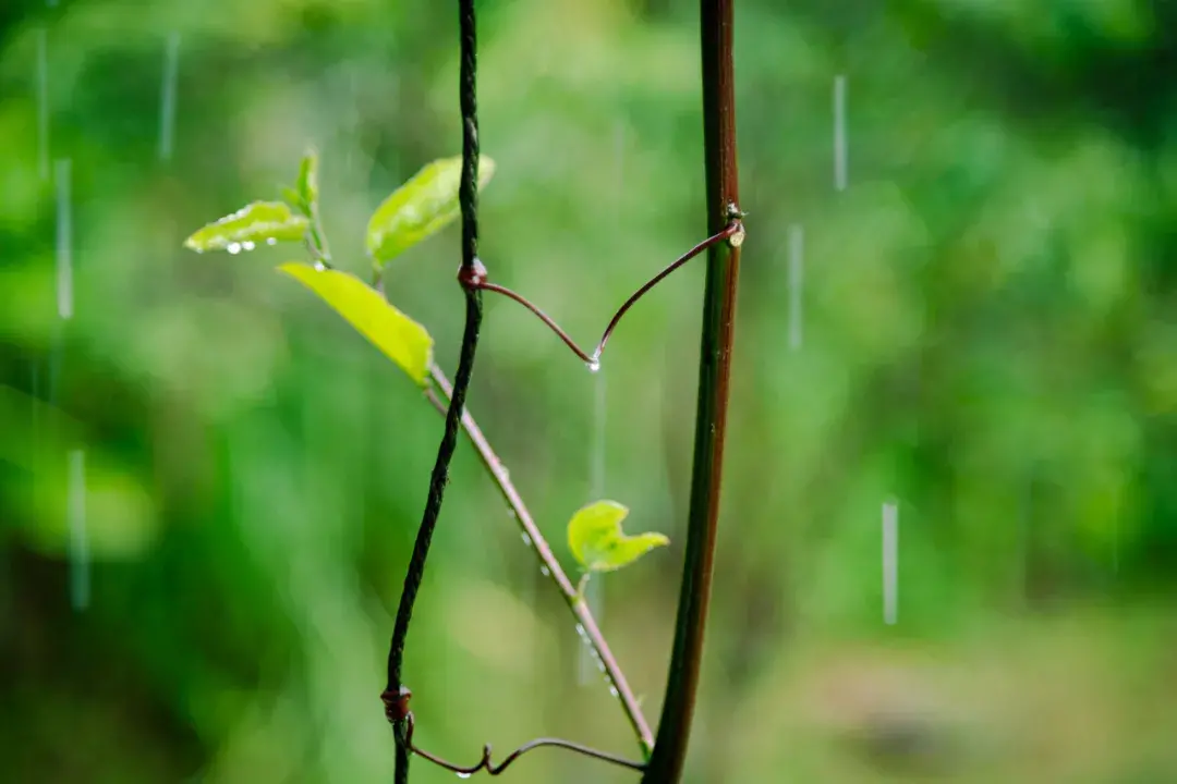 原创（赞美春雨的诗句）带雨的诗句 古诗 第2张