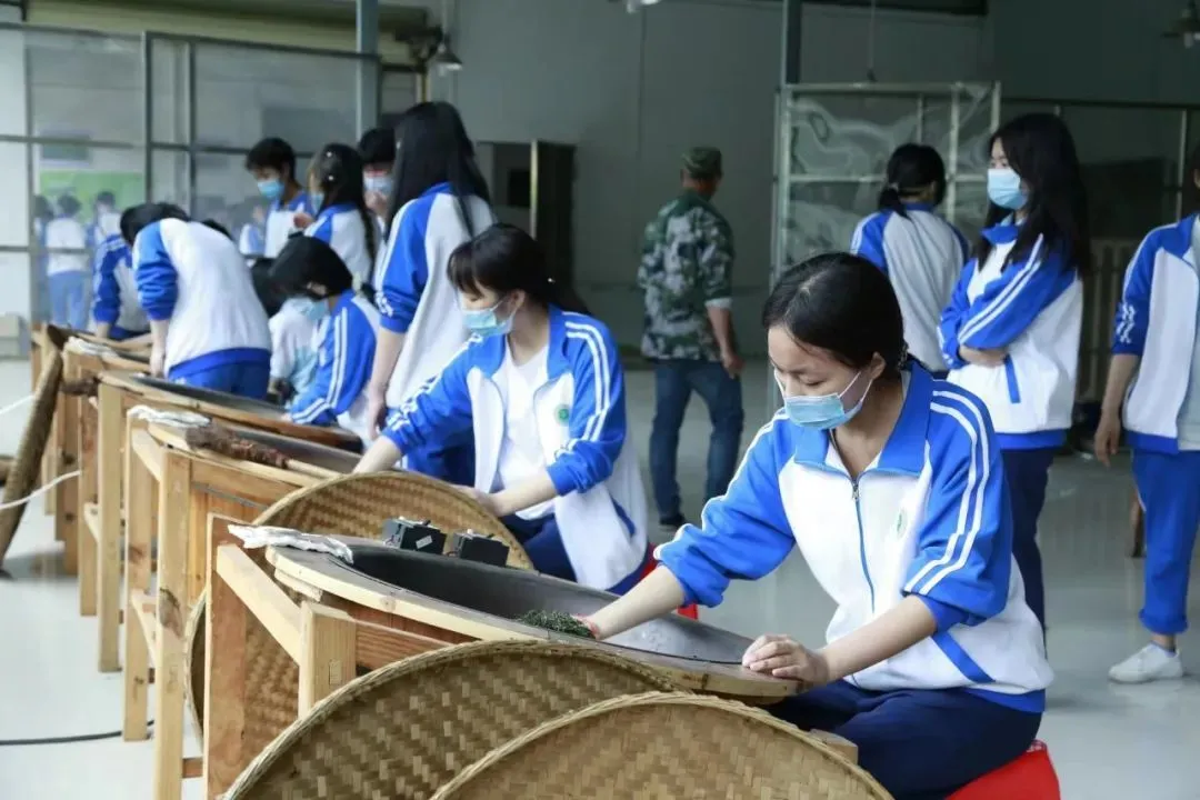 清明节前，在四川开江县职业中学校企合作基地广福镇福龟茶厂，食品专业学生学习茶叶炒青技术。