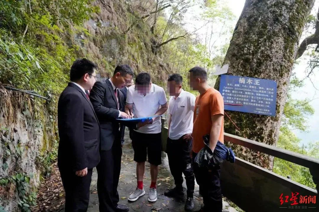 ↑法官向涉案人员送达《古树救治令》