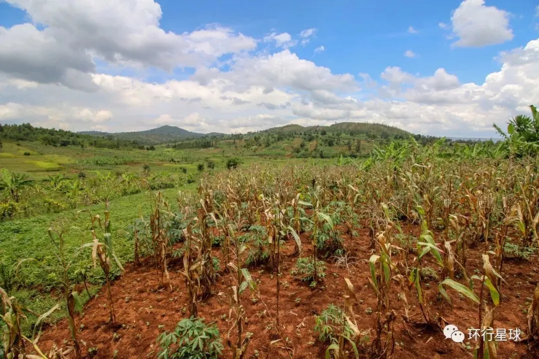 布隆迪人口1200多万，可用耕地面积却只有130多万公顷。图：Shutterstock