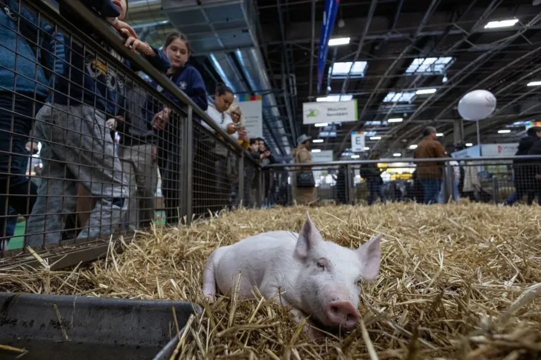 ▲资料图片：2月26日在法国巴黎凡尔赛门展览中心举行的第60届法国国际农业博览会上拍摄的猪。（新华社发）
