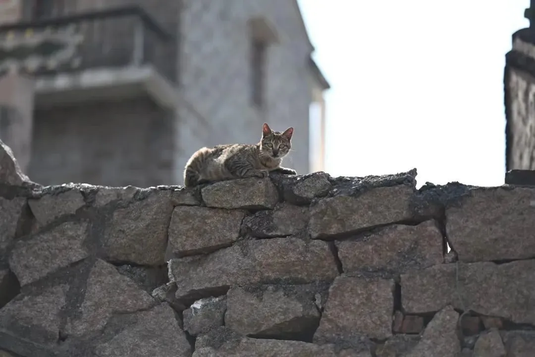 岛上的小猫 图源：受访者提供