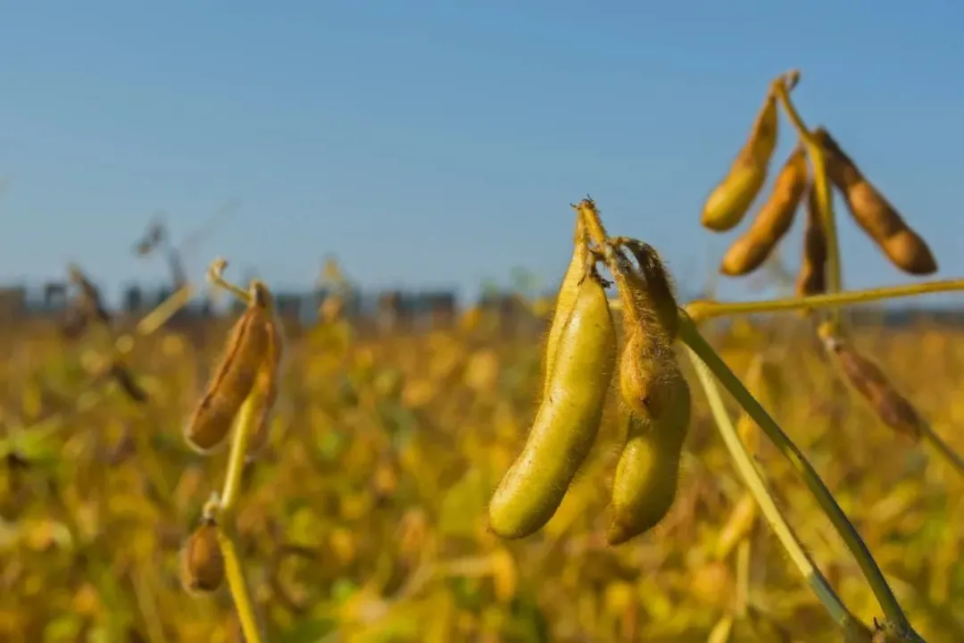转基因大豆在田间成熟期的豆荚。图/图虫创意