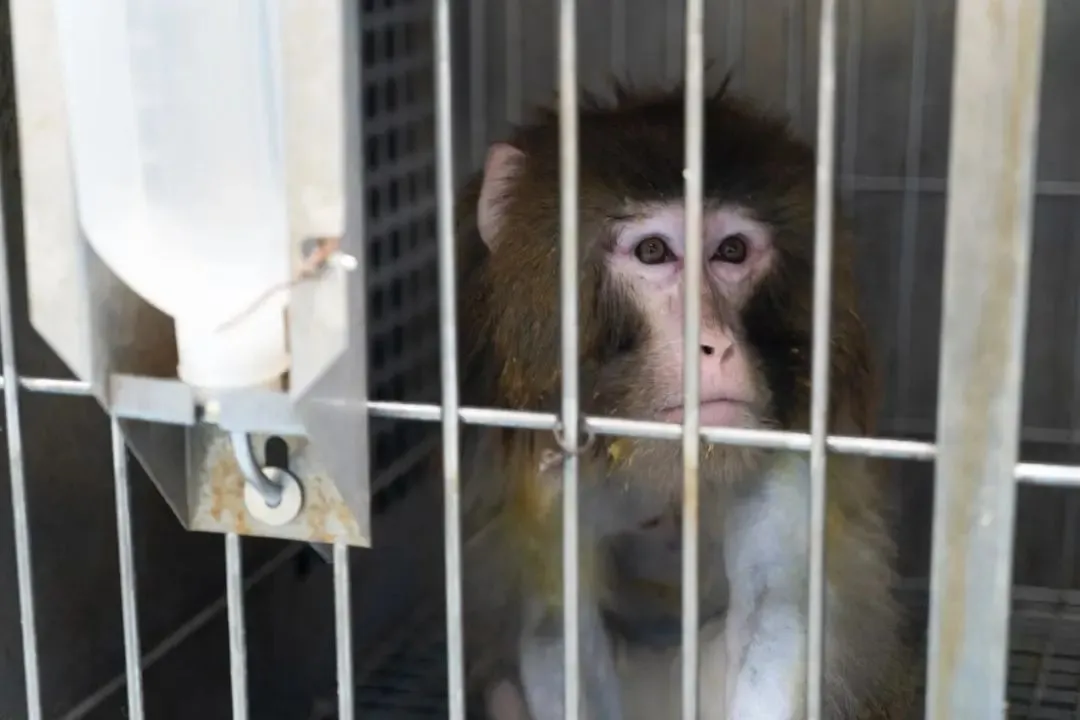 经猪心脏异种移植的猴，摄于术后第32天