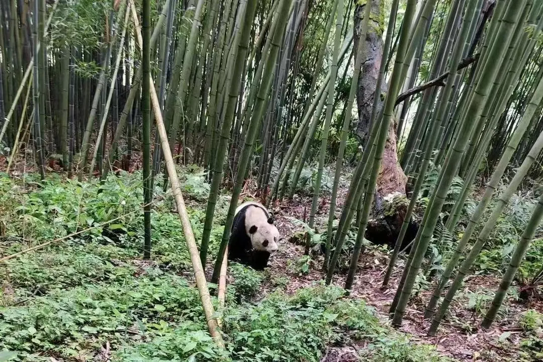 ▲大熊猫“打卡”竹林