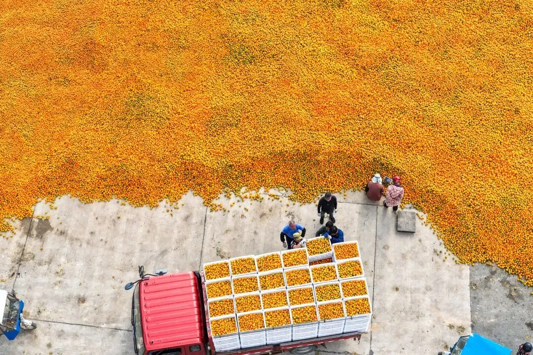 11月15日，台州市三门县浦坝港镇圩岙村，工人们将收购的新鲜柑橘装车，准备运往市场销售 图源：潮新闻客户端