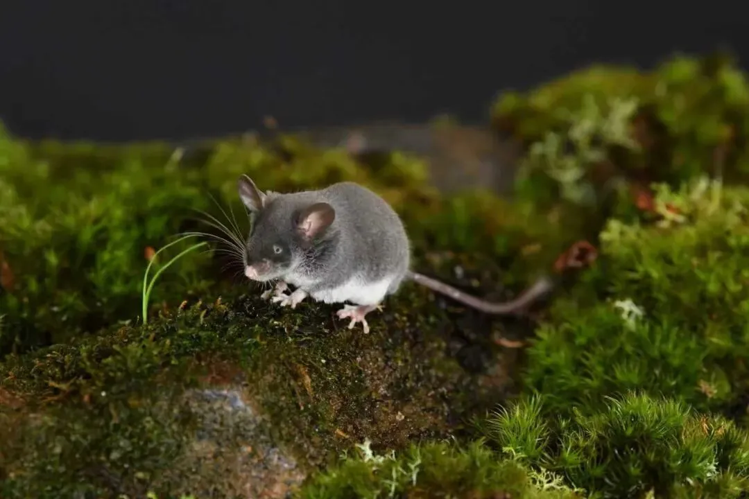 第二次科考发现的新回声定位动物类群——猪尾鼠。昆明植物所供图