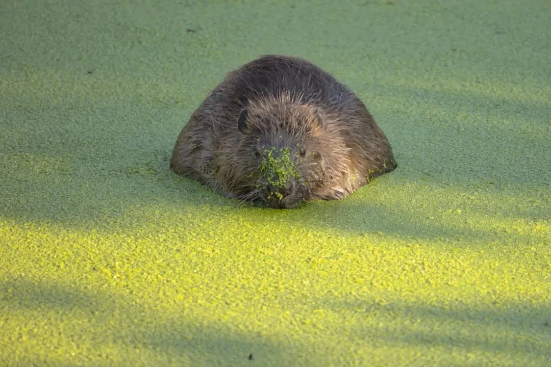 ���� ͼ/ͼ�洴��