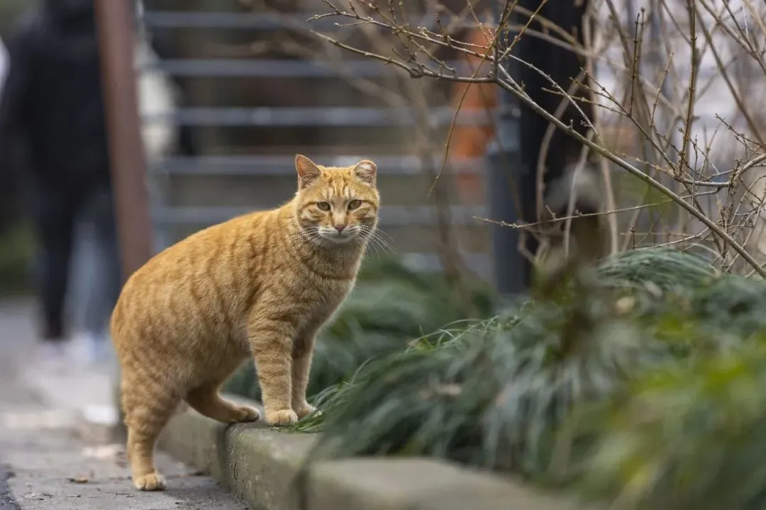 公园里的流浪猫 图/图虫创意