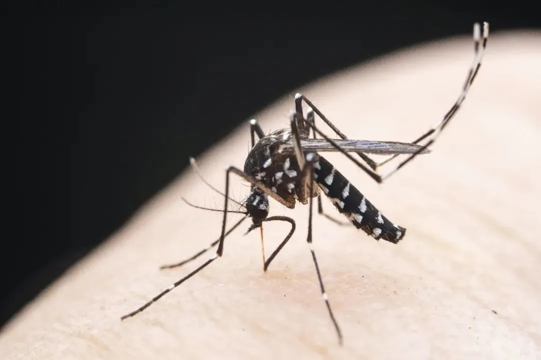 白纹伊蚊 图/中新社发 张永新 摄