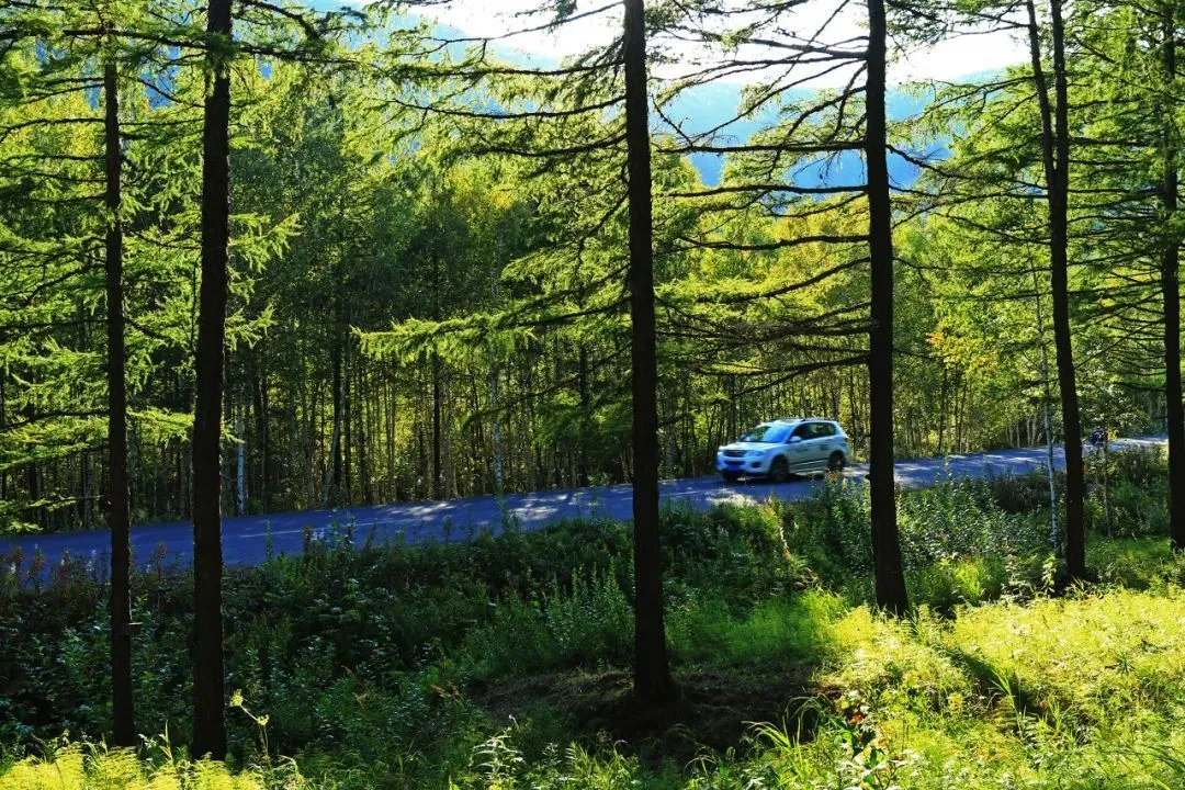 大兴安岭自驾。森林公路越野车，探索原生态。（图/图虫创意）