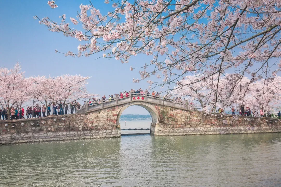 世界三大赏樱地之一，5万余株樱花已绽放！宜居又安逸的江南小城！