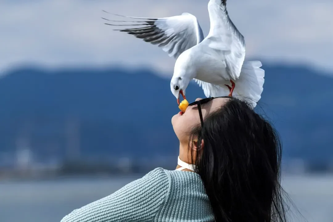 游人在昆明滇池海埂大坝上投喂海鸥。(图 /IC photo)