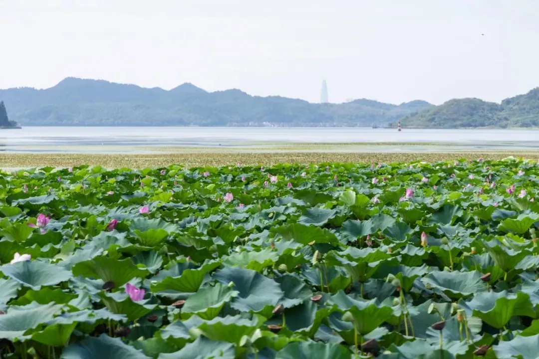 江浙最NB的城市，还是太低调了