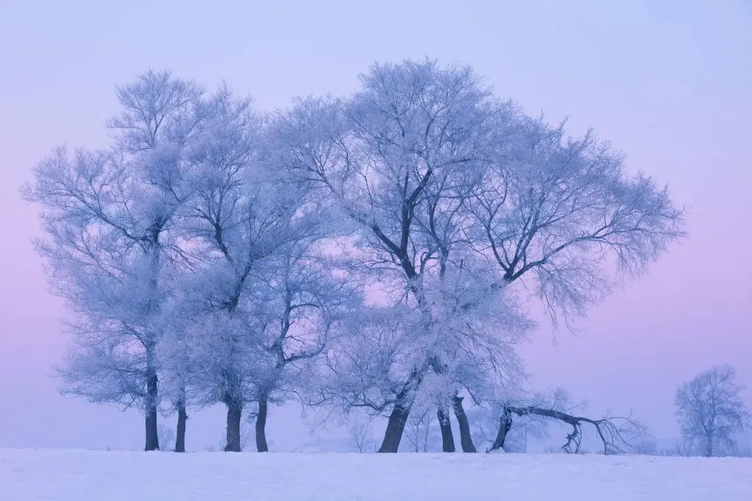 图片[10]-去一次就上瘾的雪国！极光圣诞全都有！-华闻时空