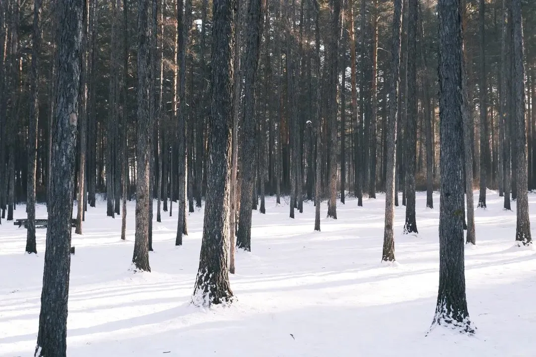 图片[17]-去一次就上瘾的雪国！极光圣诞全都有！-华闻时空