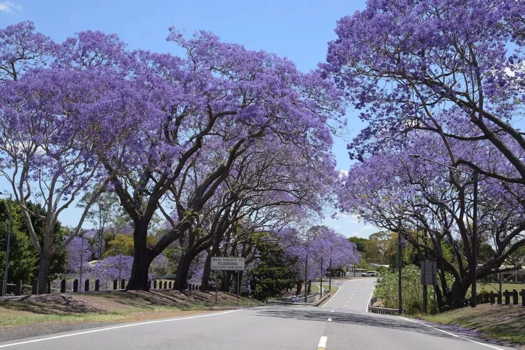 △布里斯班随处可见的蓝花楹景观。（图/pixabay）