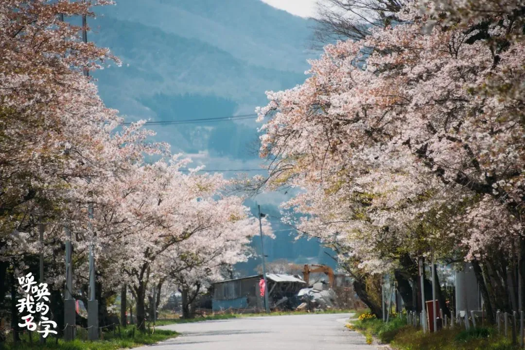 2017年，樱花盛开的村庄