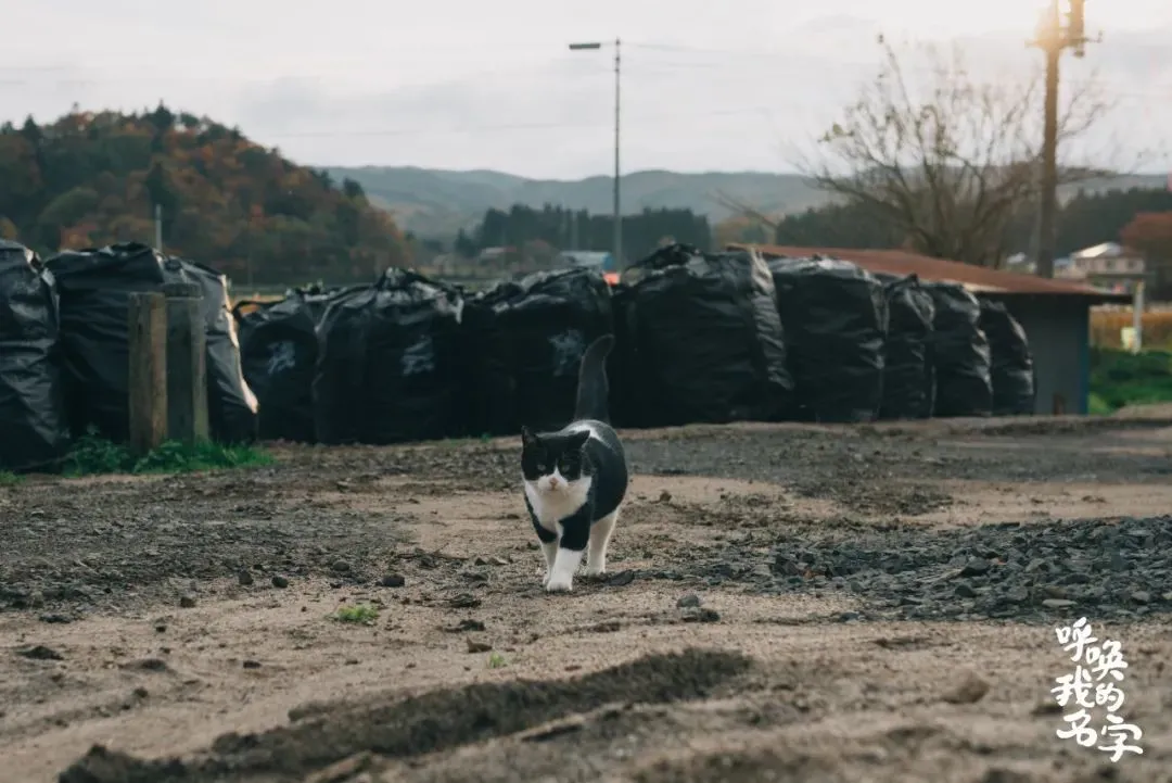 奶牛猫小歌