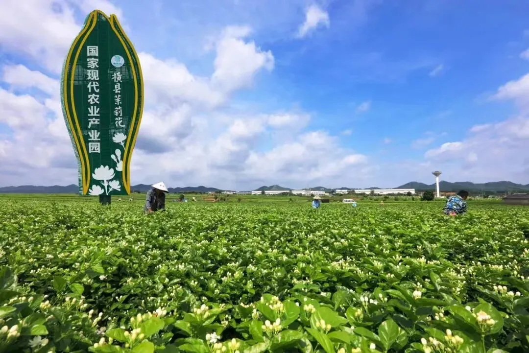 暴雨前的茉莉花产业园/受访者供图