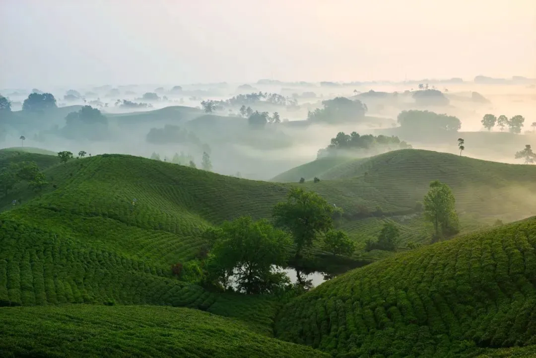 不是杭州!这座“山水茶都”是中国唯一“永久宜居城市”