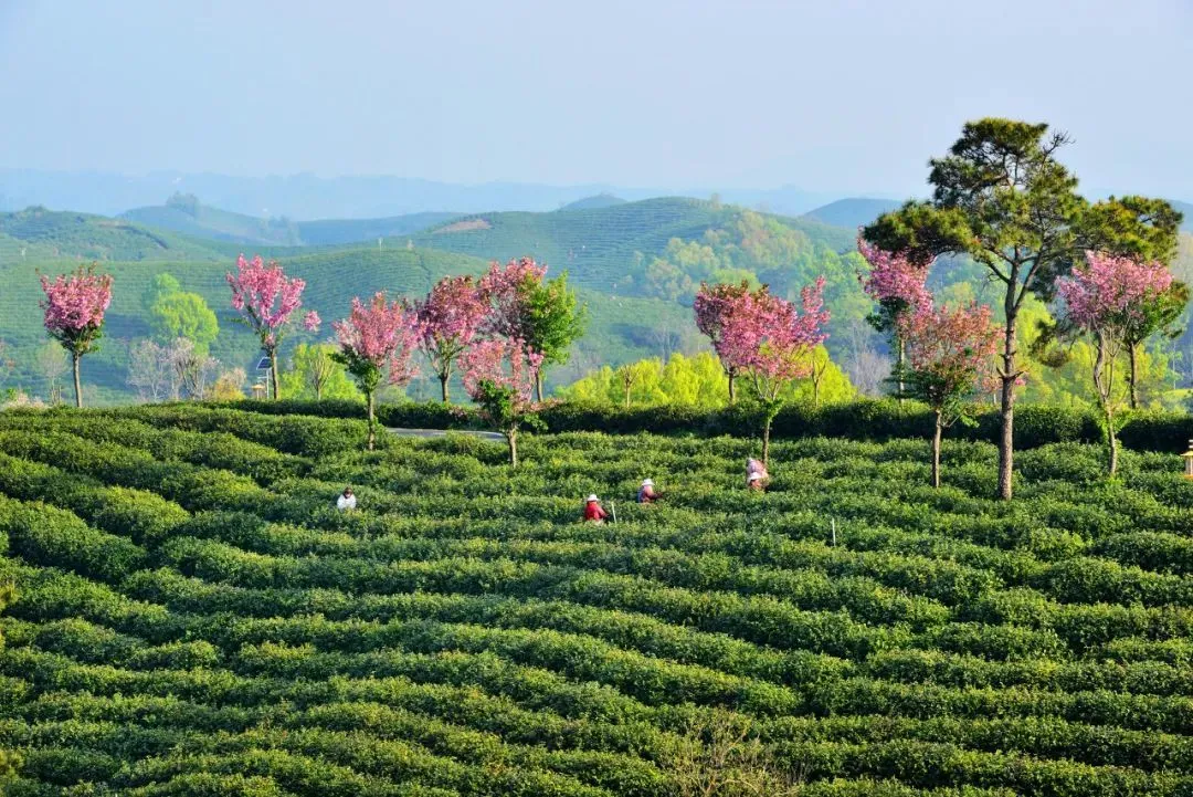 不是杭州!这座“山水茶都”是中国唯一“永久宜居城市”