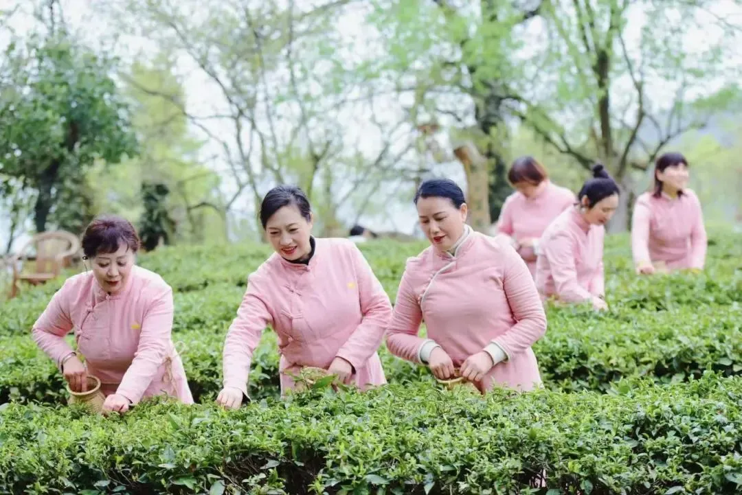 采茶