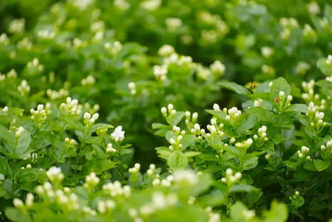 横州茉莉花/受访者供图