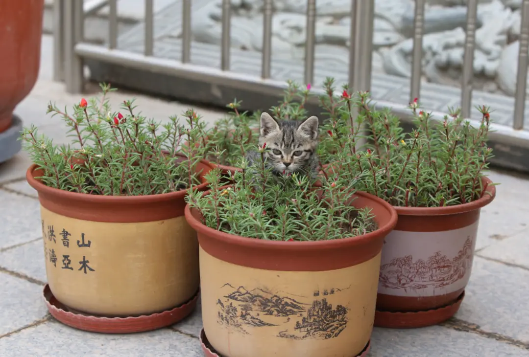 这里的花盆里常常“长出”猫咪