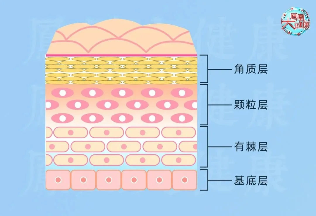 唯一被承认的水怪（蛇蟒蚺蛟龙进化过程） 第6张