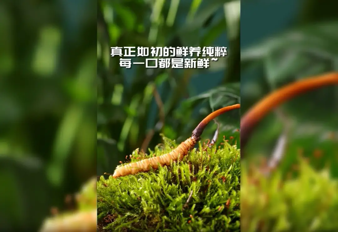 冬虫夏草成“造假重灾区”,普通人还能买到靠谱虫草吗?_凤凰网 天虫夏草(冬虫夏草)