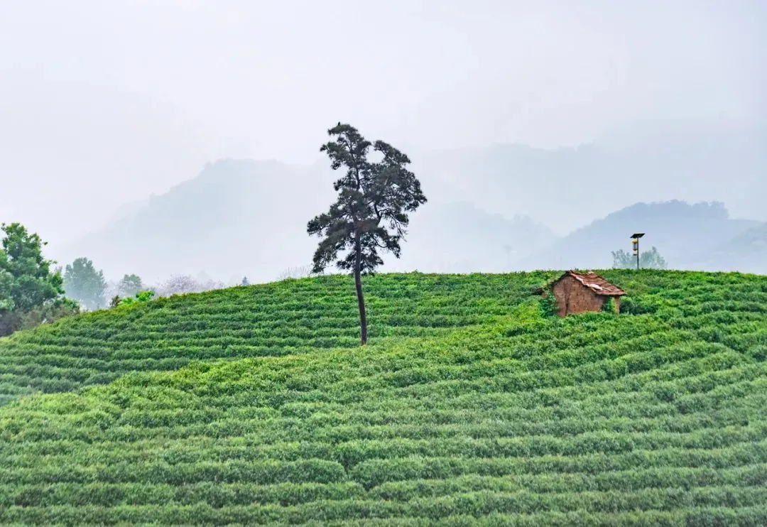 不是杭州!这座“山水茶都”是中国唯一“永久宜居城市”