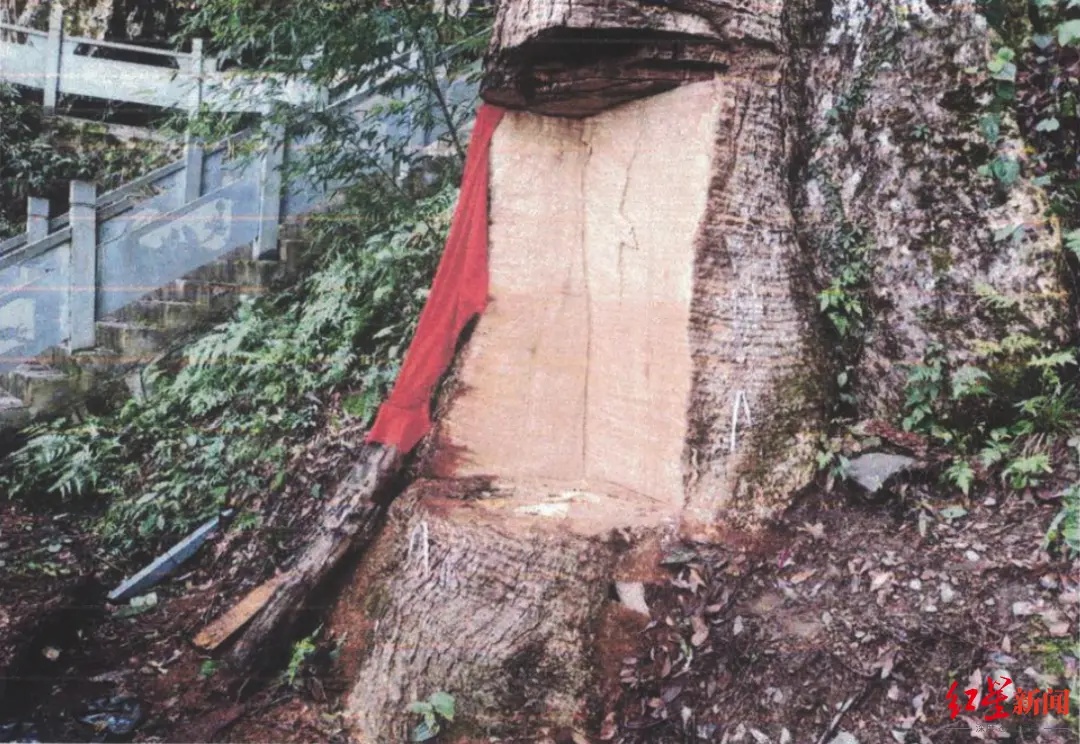 ↑“古楠木王”树蔸处被盗割