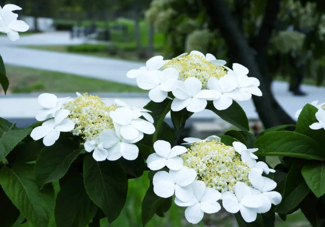 琼花