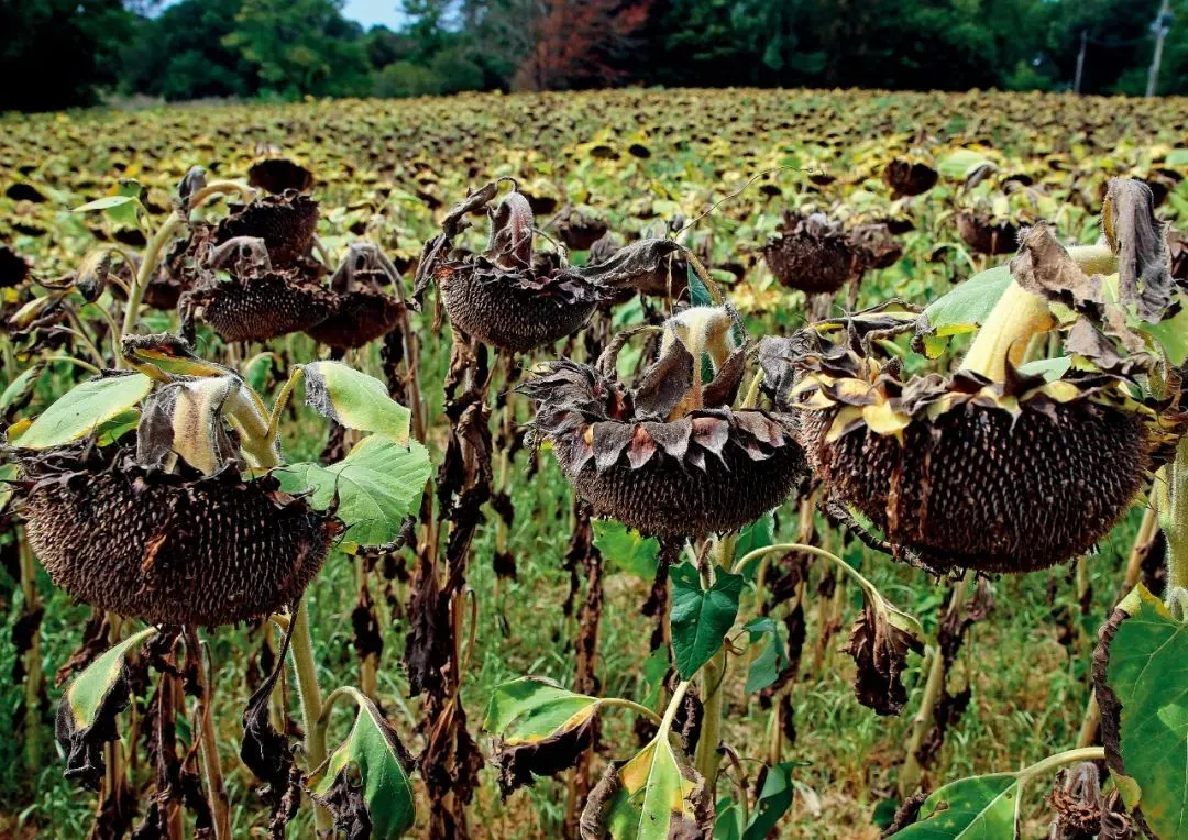 8月14日，法国西南部比达尔镇，田地里的一些向日葵因干旱而枯萎。图/视觉中国