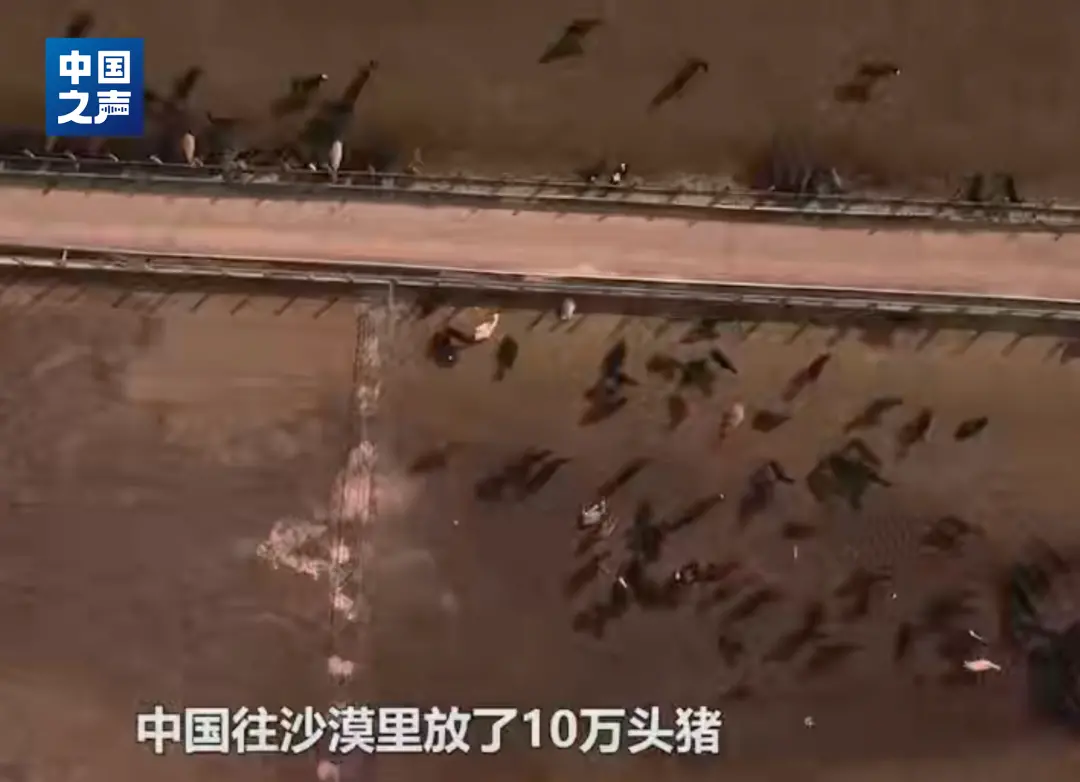 十万头猪让“沙漠变绿洲”？当地回应....