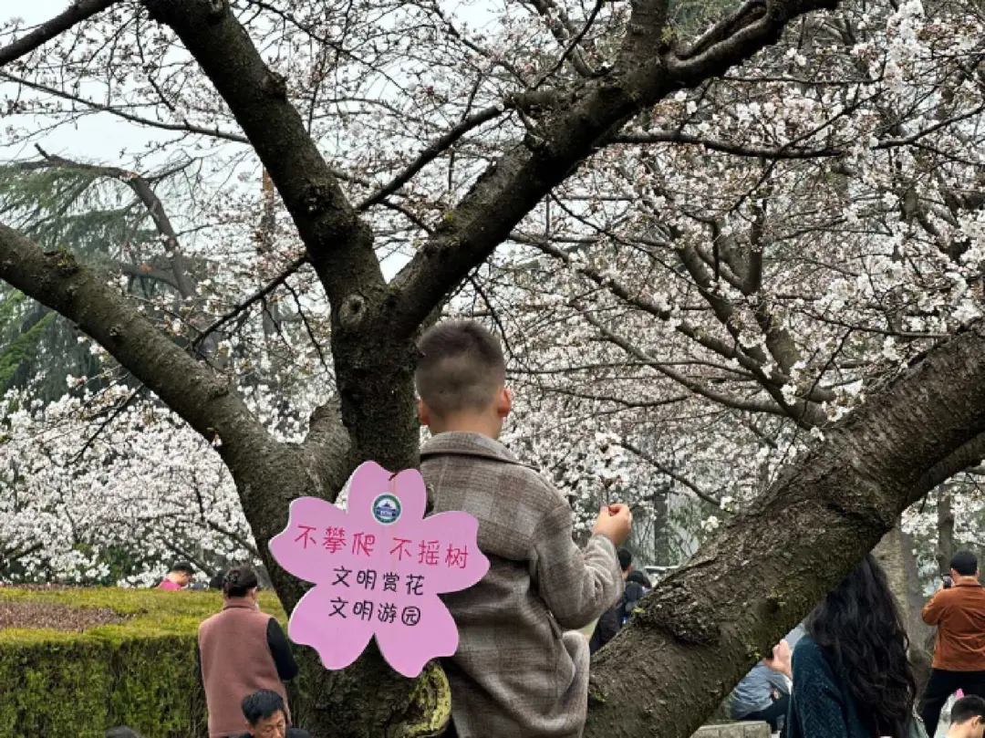一名小孩爬上了武汉大学的樱花树，树上挂着“不攀爬 不摇树”的提示牌。（图/受访者提供）