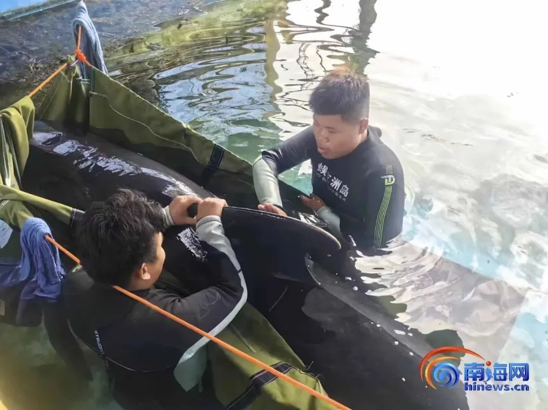 志愿者一边用水浇淋搁浅短肢领航鲸皮肤，一边轻声鼓励安慰它。记者 胡丽齐 摄