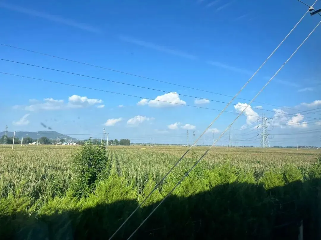 北方夏天,窗外大片大片的绿色麦田,到了秋收季节会变成金黄色。(图/花花拍摄)