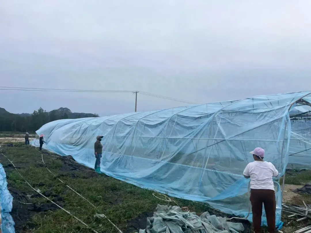在河北省保定市阜平县吴家沟园区，工人正在抓紧时间更换棚膜。受访者供图