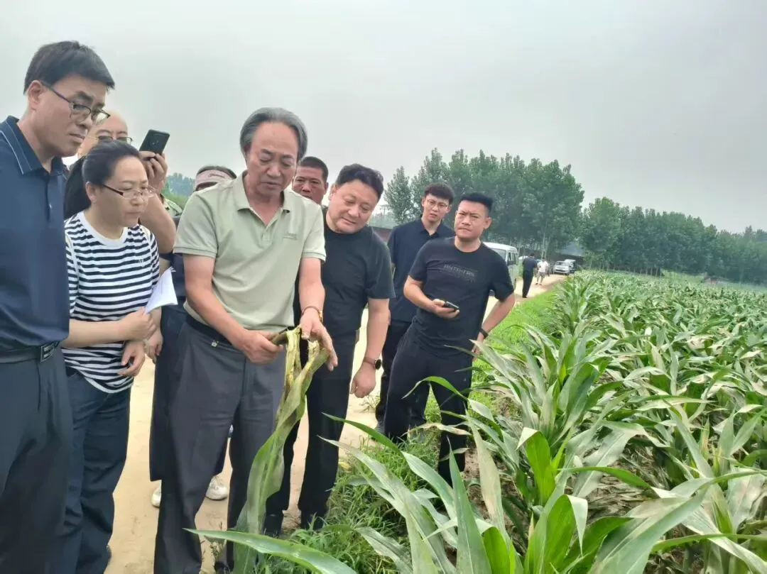 河北省玉米产业技术体系首席专家崔彦宏，在保定市易县东扬威城村指导灾后玉米田间管理。受访者供图