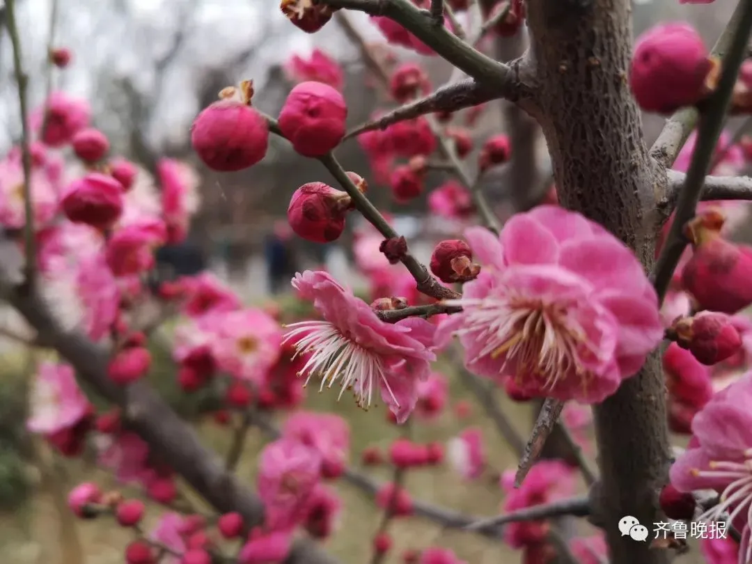 偶买噶!最高18℃!先别着急脱秋裤,济南这周的气温让人猝不及防...-济南温度查询一周天气预报