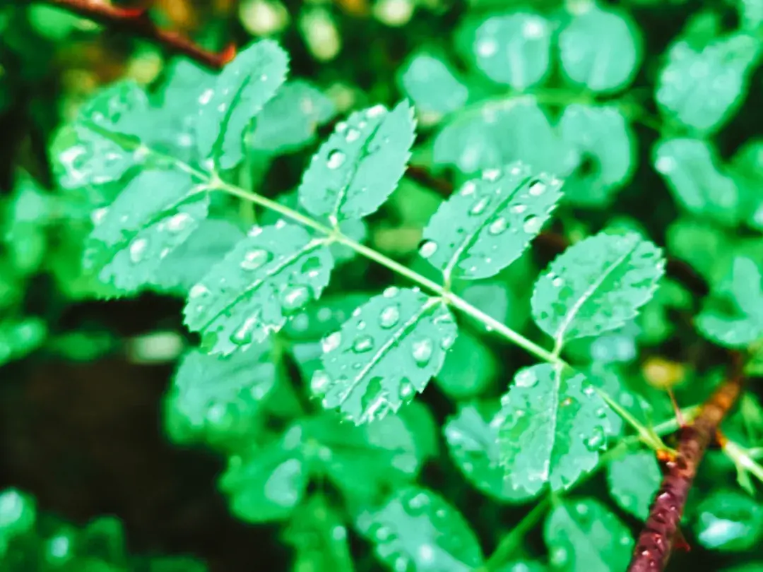 原创（赞美春雨的诗句）带雨的诗句 古诗 第3张